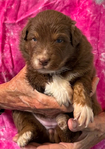 puppies
<br/>Australian Shepherd Puppies