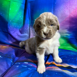 AKC Newfie Puppies<br/>9 of 11 AKC Newfoundland Puppies