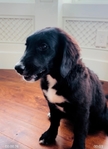 Bernedoodles!<br/>Have you ever had a puppy smile at you?