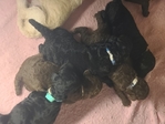 Dog<br/>Standard poodles puppies