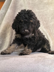 Puppies<br/>AKC Moyen Poodles and Micro Mini Bernedoodles