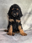 Puppies<br/>AKC Moyen Poodles and Micro Mini Bernedoodles