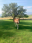 Horse<br/>Need new home