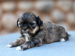 Puppies<br/>Purebred Shih Tzu Puppies!