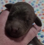 puppy<br/>AKC Standard Poodle puppies