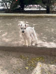 Miniature Schnauzer <br/> Miniature Schnauzer Puppies