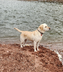 LAB LOOKING FOR A MATE!!