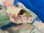 Jack Russel Terrier<br/>Jack Jacks