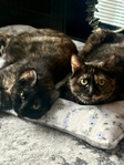 American Shorthair Cats