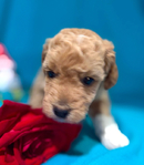 Miniature Goldendoodle Puppies<br/>Miniature Goldendoodle Puppies!