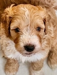 Dog<br/>8 stunning Golden Mtn. Doodle puppies for sale