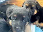 German Shaperd<br/>Pure Bread German Shepherd