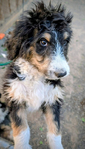 dog<br/>F1 Standard Bernedoodle