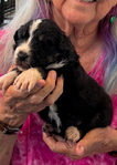 puppies
<br/>Australian Shepherd Puppies