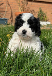 Puppies<br/>Micro Mini Bernedoodles and Corgipoo