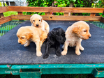 Goldendoodle