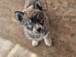AKC Siberian Husky Puppies