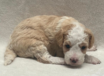Bernedoodle Puppies<br/>READY NOW & FOR CHRISTMAS