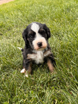 Puppies<br/>AKC Moyen Poodles and Micro Mini Bernedoodles