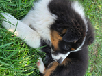 Australian Shepherd <br/>not your typical Australian Shepherd
