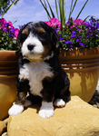 Bernedoodle Puppies<br/>Australian Bernedoodle Puppies