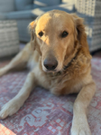 Golden Retriever<br/>AKC Puppies