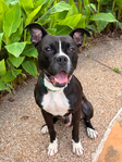 Bishop- a Boxer Mix<br/>Saved from Euthanasia- Needs a Home!