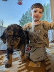 puppy<br/>F1 Standard Bernedoodle