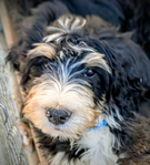 dog<br/>F1 Standard Bernedoodle