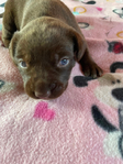 American Bandogge Mastiff Puppies <br/>American Bandogge Mastiff Puppies
