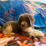 AKC Gray Newfoundland<br/>AKC Newfie Puppy - Pink - Female (Nippet)