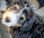 dog<br/>F1 Standard Bernedoodle