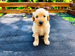 Goldendoodle