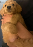 F1 Golden Doodle Puppies<br/>Ready 2/15/26-- 1 female, 2 males