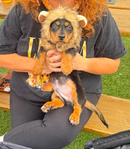 Longhair Dachshund AKC pups!<br/>DNA Tested AKC registered trained pups! 11 wks old!