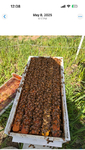 Honeybees<br/>5-Frame Honey Bee Nucs-Spring 2026