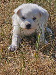 Siberian Husky Puppies