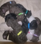 puppy<br/>AKC Standard Poodle puppies