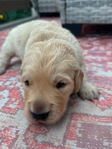 Golden Retriever<br/>AKC Puppies