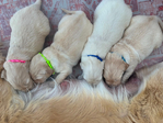 Golden Retriever<br/>AKC Puppies