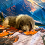AKC Gray Newfoundland<br/>AKC Newfie Puppy - Pink - Female (Nippet)