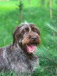 Wirehaired Pointing Griffon<br/>Wirehaired Pointing Griffon Puppies For Sale