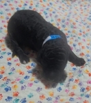 Dog<br/>Standard poodles puppies