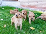Golden Irish puppies<br/>Golden Irish pups for sale!