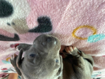 American Bandogge Mastiff Puppies <br/>American Bandogge Mastiff Puppies