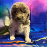 AKC Newfie Puppies<br/>9 of 11 AKC Newfoundland Puppies
