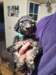 puppy<br/>AKC Standard Poodle