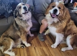 Great Bernese Puppy<br/>Last Female of Litter Ready for Forever Home