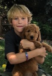 DOODLE PUPPIES!<br/>Goldendoodles, Aussiedoodles,  Bernedoodles, Cockapoos
