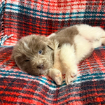 AKC Newfie Puppies<br/>9 of 11 AKC Newfoundland Puppies